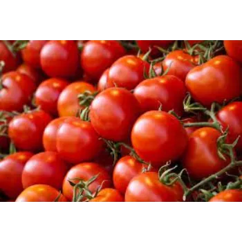 Organic Fresh Tomato