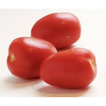 Natural Fresh Tomato