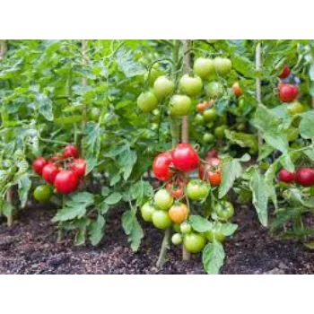 Common Fresh Tomato