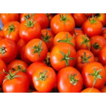 Common Fresh Tomato