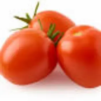 Common Fresh Tomato