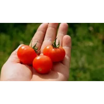 Organic Fresh Tomato