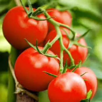 Organic Fresh Tomato