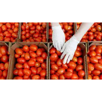Organic Fresh Tomato