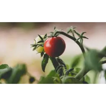 Organic Fresh Tomato