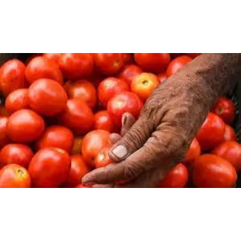 Organic Fresh Tomato