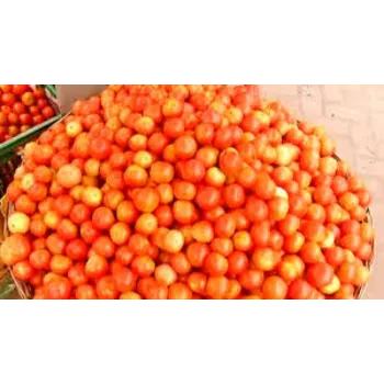 Organic Fresh Tomato