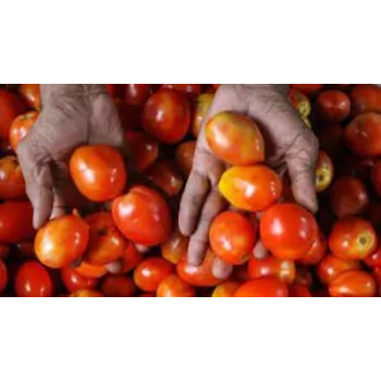 Organic Fresh Tomato