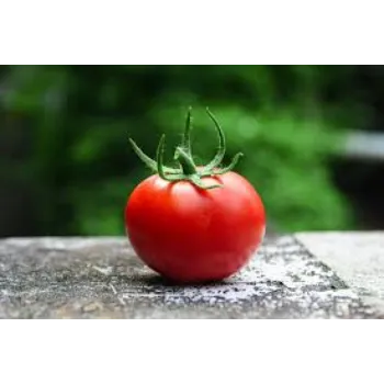 Fresh Tomato