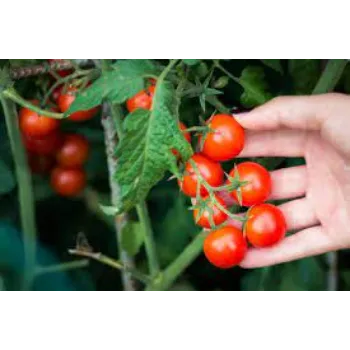 Common Tomato