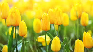 Tulip flower Manufacturer