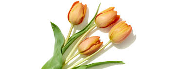 Tulip flower Manufacturer
