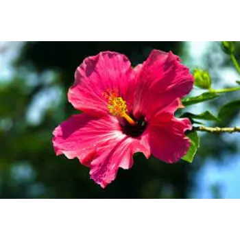 Natural Tropical Dried Flowers