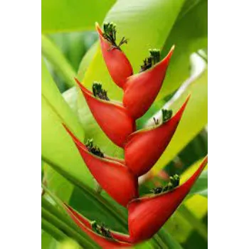 Tropical Rose Flowers