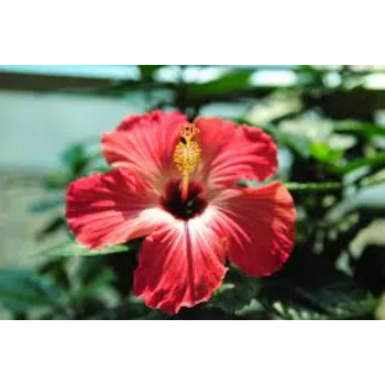 Fresh Tropical Flowers