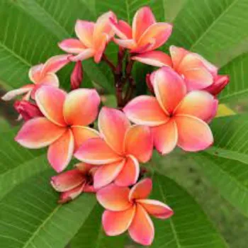 Common  Tropical Flowers