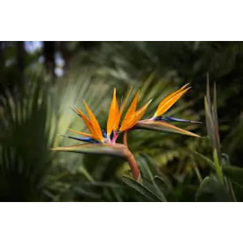 Organic Tropical Flowers