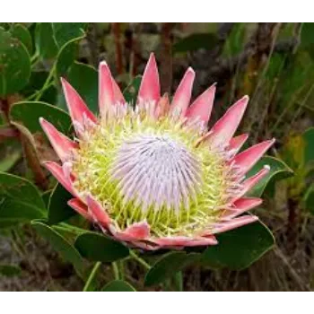 Natural Tropical Flower