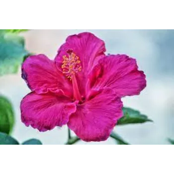 Tropical Flowers