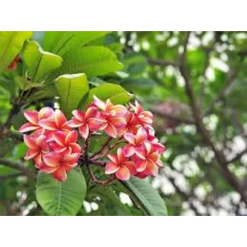 Fresh Tropical Flowers