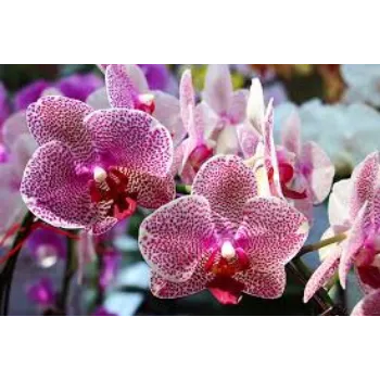 Fresh Tropical Flowers