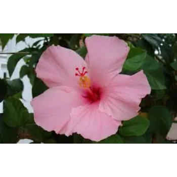 Organic Tropical Flowers