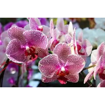 Common Tropical Flowers