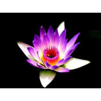 Natural Tropical Flowers