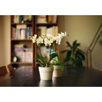 Natural Tropical Flower