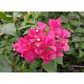 Organic Tropical Flowers