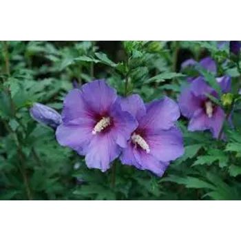 Organic Tropical Flowers