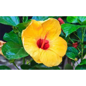 Fresh Tropical Flowers