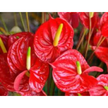 Natural Tropical Flowers