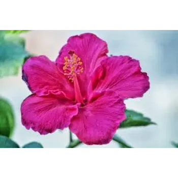 Natural Tropical Flowers