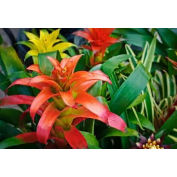 Fresh Tropical Flowers