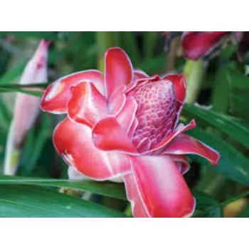 Common Tropical Flowers