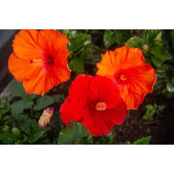 Rare Tropical Flower
