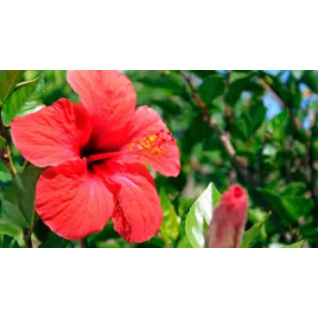 Fresh  Tropical Flower