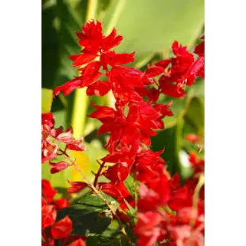 Natural  Tropical Flower