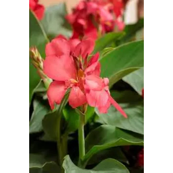Organic Tropical Flower