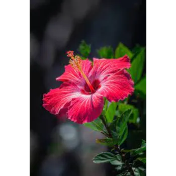 Common Tropical Flower