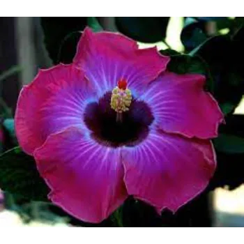 Natural  Tropical Flower