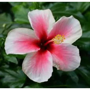 Natural Tropical Flower