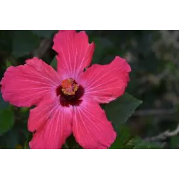  Tropical Flower