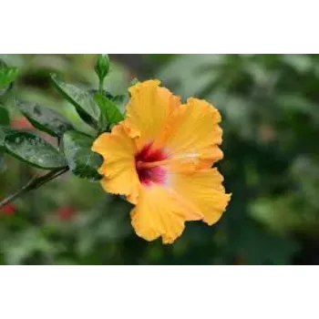 Organic Tropical Flower