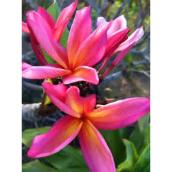 RAJESWARI NURSERY Tropical Flower