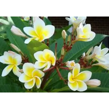 Tropical Flower