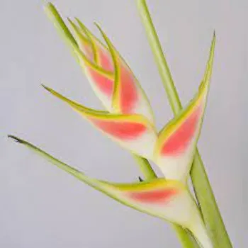 Fresh Tropical Flower