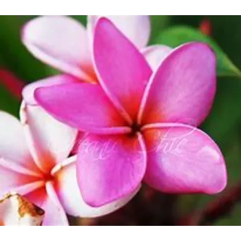 Tropical Flower