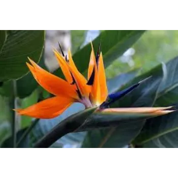 Fresh Tropical Flower